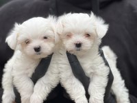 Maltese yavrular