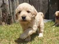GOLDEN RETRİEVER YAVRULARI