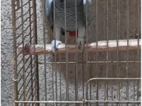 Jako dişi erkek mevcut safkan kaliteli yavruları