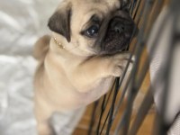 Pug mops bebekler