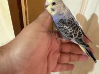 33 günlük KONUŞTURMALIK BEBEK MUHABBET KUŞLAR
