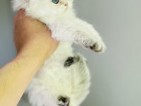 Ay 1133 british longhair dişi