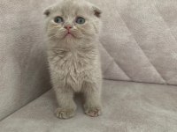 Ayı surat top kafa FAWN rengi dişi bebiş scottish fold