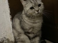 British Shorthair Dişi