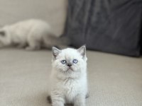 OYUNCU BLUE POİNT SAFKAN BRİTİSH SHORTHAİR YAVRUM