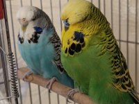 JUMBO TAKIİM VASIFLI KUŞLAR