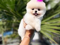 Orjinal Pomeranian Boo