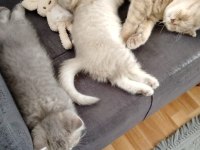 3 aylık british shorthair dişi kedimiz