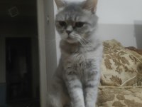Dişi British whiskas 2 yaşında
