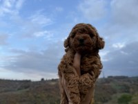 Red brown Kore poodle