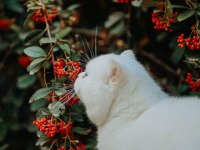 2 yaşında oğlumuzu sahiplendirecez british shorthair
