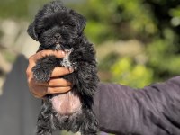 Morkie yavrular