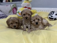 Maltipoo bebeklerimiz