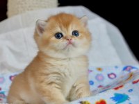 Sevimliliğin Zirvesi Golden British Shorthair