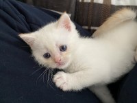 British Shorthair Dişi Yavru Yeni Yuvasını Arıyor