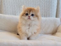 Blh 2 Aylık Erkek British Longhair
