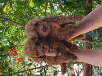 Toy poodle bebekler