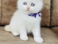 By1133 british shorthair erkek