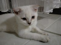 Scottish fold kızımız yeni ailesine kavuşmayı bekliyor