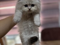 Scottish fold yeni yuvaları için hazırlar