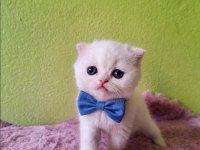 Scottish Fold Kedisi