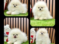 Teddy Bear Pomeranian Boo Bebeklerimiz