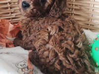 Toy poodle red brown