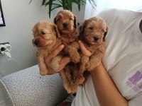 24 mayıs doğumlu maltipoo yavrular