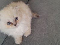 Coco dişi british longhair