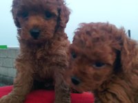 BİR AVUÇ MUTLULUK POODLE