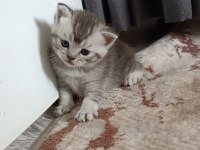 Kedimiz Çakırı sahiplenir misin