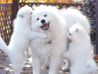 Kar beyaz Samoyed yavrular