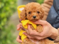 ARI MAYA POODLE