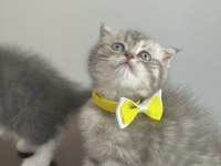 Yavru prenses scottish fold