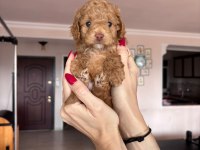 Maltipoo Bebeklerim