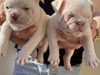 A kalite french bulldog yavruları