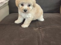 Anne Altından Apricot Poodle Bebek