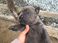 Cone corso blue dişi 3 aylık