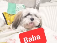 Safkan SHİH TZU