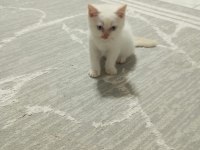 British shorthair point bebekler