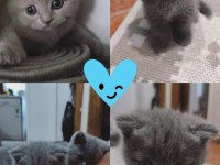 YENİ YUVALARINI BEKLEYEN YAVRU KEDİLERİMİZ