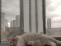 Ücretsiz sahiplendirme 3 yaşında british shorthair