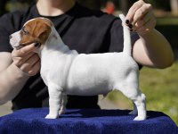 FCI (KIF) şecereli safkan kısa tüylü yavru jack russell