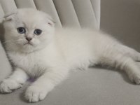 Scottish fold erkek