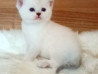 Silver ve silver point iki dişi yavru british shorthair