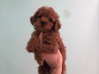 Poodle yavrumuz