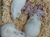 Her renkte gonzales hamster mevcut