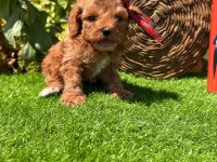 Sevimli Maltipoo Yavrumuz Yeni Yuvasını Arıyor