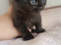 British shorthair tabby