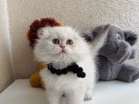Scottish Fold Longhair